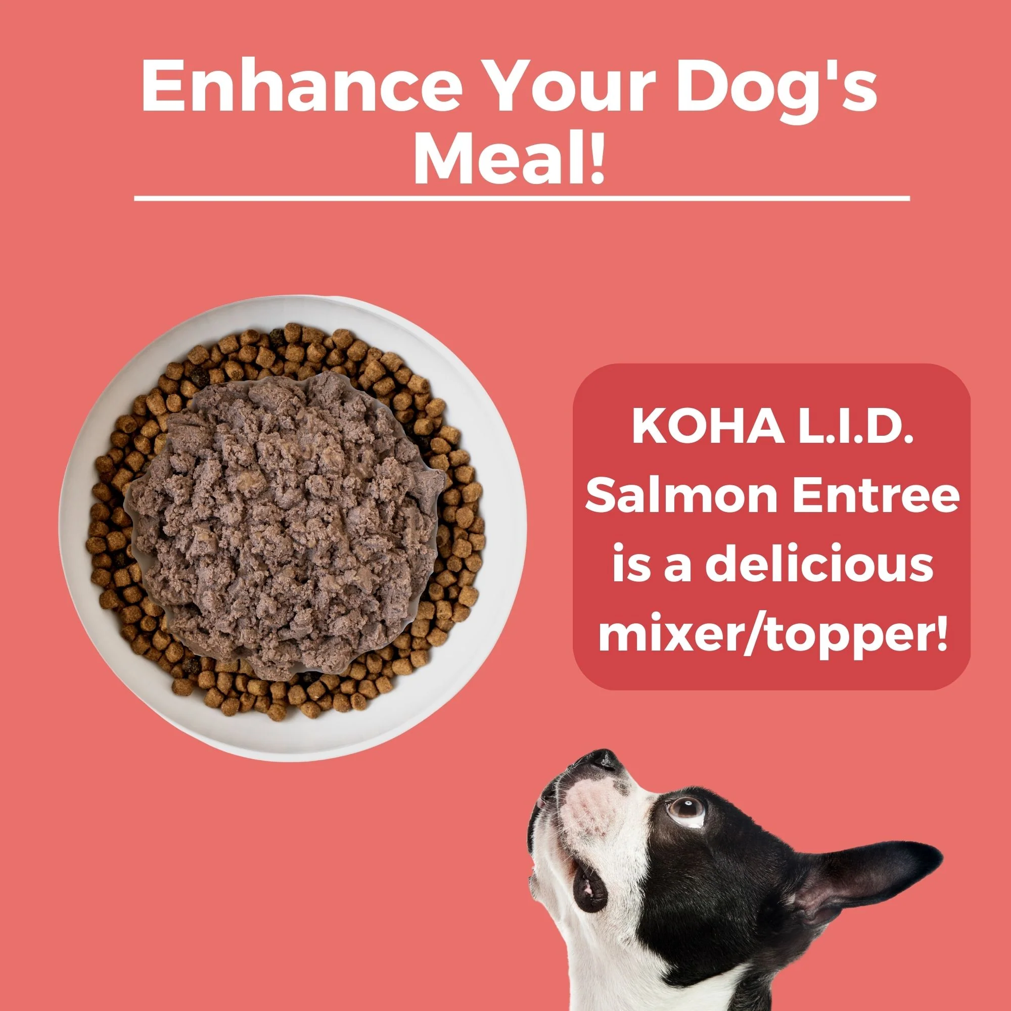 Limited Ingredient Diet Salmon Entrée for Dogs - Image 5